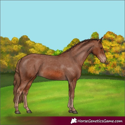 Horse Color:Chestnut Varnish 