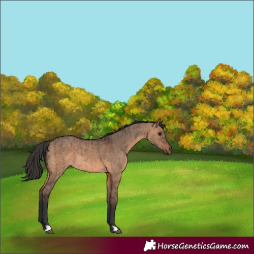 Horse Color:Brown Dun  and Brown Dun 