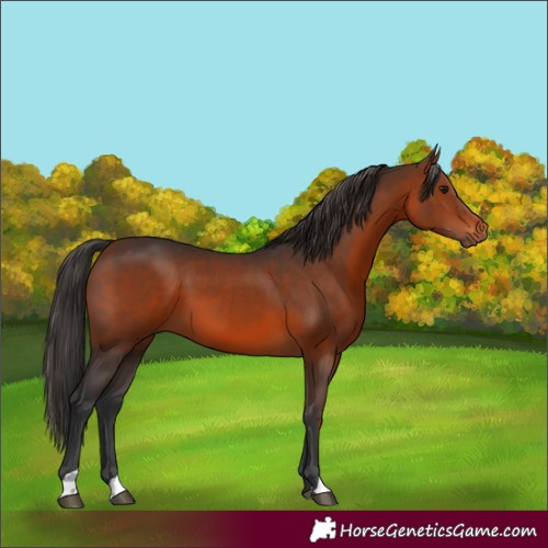 Horse Color:Brown 