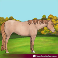 Horse Color:Gold Champagne Roan