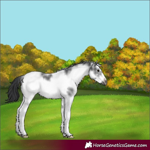 Horse Color:White Spotted Blue Roan Frame Rabicano 