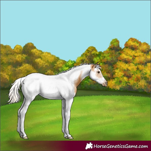 Horse Color:Palomino Splash Tobiano Frame 