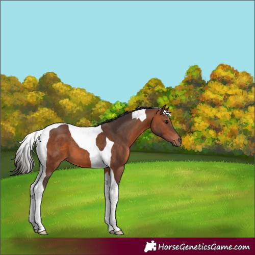 Horse Color:Bay Sabino Tobiano 