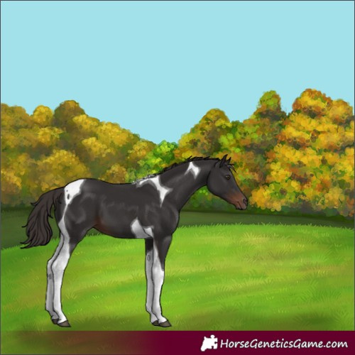 Horse Color:Liver Chestnut Tobiano 