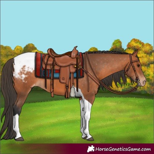 Horse Color:Bay Tobiano Snowcap