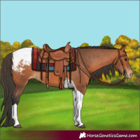 Horse Color:Bay Tobiano Snowcap 