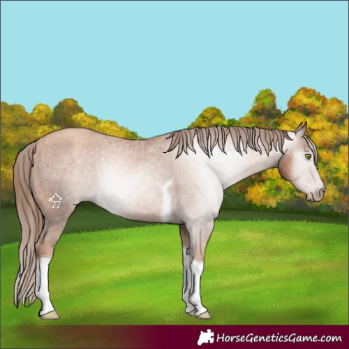 Horse Color:Gray Gold Champagne Tobiano Varnish Rabicano 