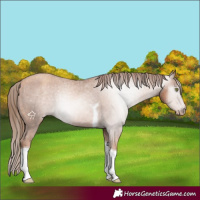 Horse Color:Gray Gold Champagne Tobiano Varnish Rabicano 