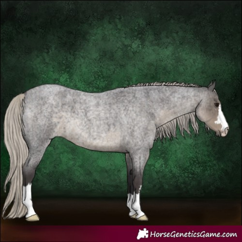 Horse Color:Silver Smoky Blue Roan 