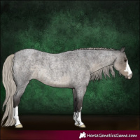 Horse Color:Silver Smoky Blue Roan 