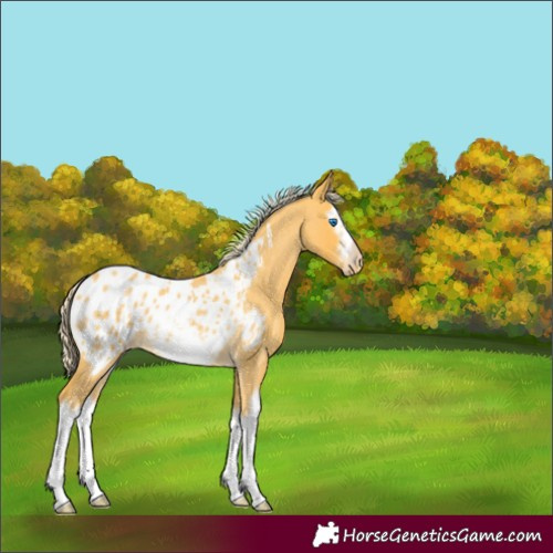 Horse Color:Palomino Roan Splash Frame Appaloosa Rabicano 