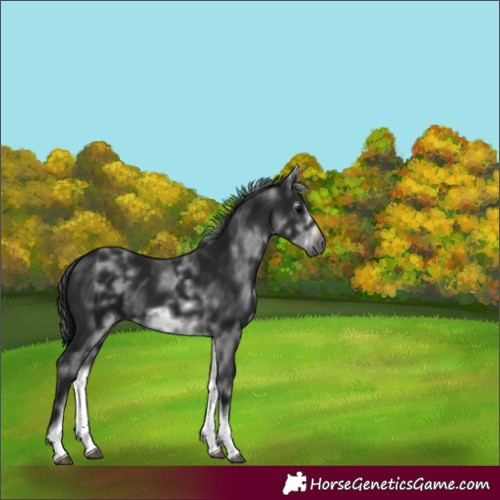 Horse Color:Gray White Spotted Black Frame 