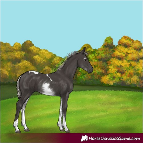 Horse Color:Gray White Spotted Silver Black Tobiano 