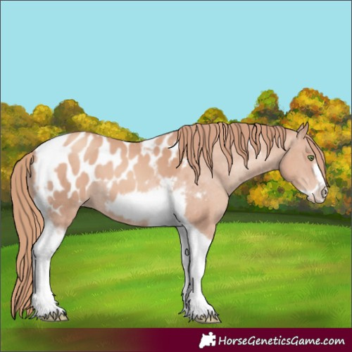 Horse Color:Gold Champagne Tobiano Frame Blanket 