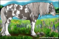 Horse Color:White Spotted Silver Black Splash 