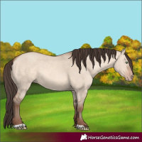Horse Color:Sable Champagne Dun 