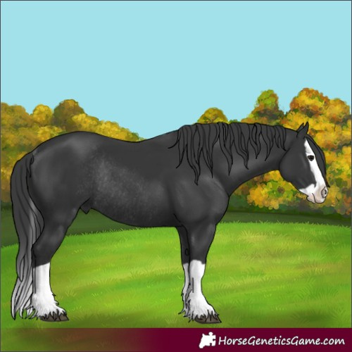 Horse Color:Black Splash Rabicano 