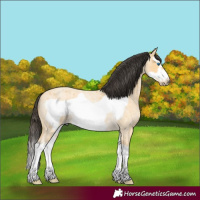 Horse Color:Buckskin Roan Splash Frame 