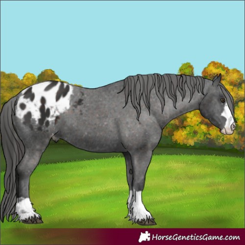 Horse Color:Liver Chestnut Appaloosa 