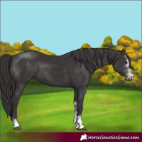 Horse Color:Smoky Black Sabino 
