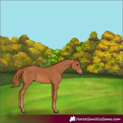 Horse Color:Chestnut Sabino 