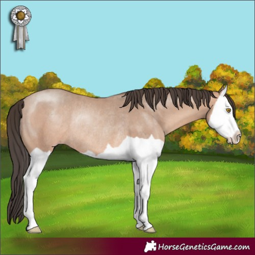 Horse Color:Amber Champagne Splash Rabicano