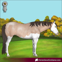 Horse Color:Amber Champagne Splash Rabicano 