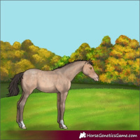 Horse Color:Sable Champagne Roan 