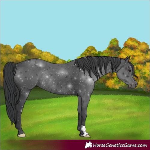 Horse Color:Black Rabicano