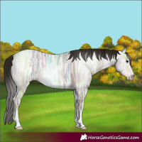 Horse Color:Gray Classic Champagne Ice Sabino Tobiano 