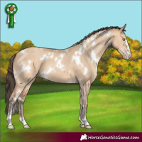 Horse Color:White Spotted Amber Champagne Dun 