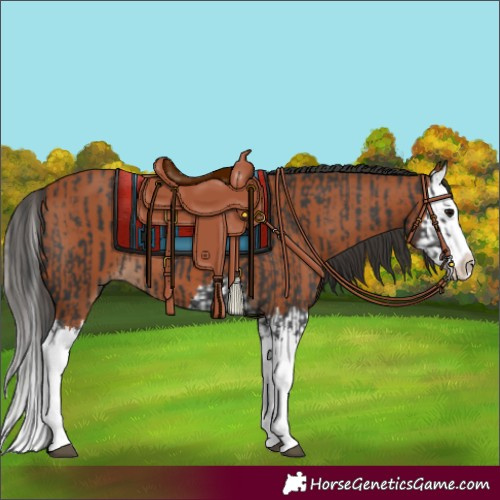 Horse Color:Black Splash  and Bay Splash 