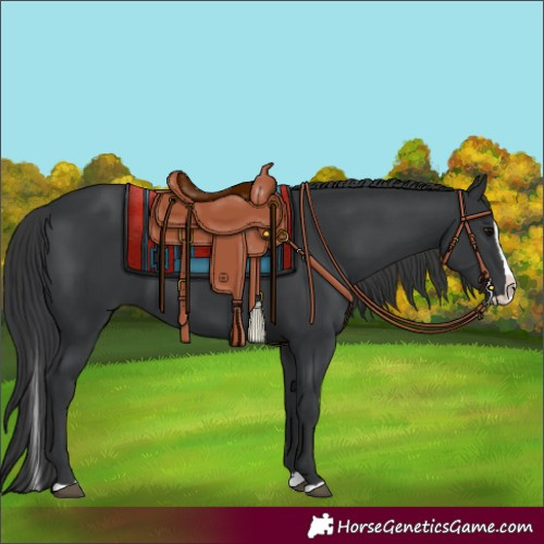 Horse Color:Black Splash