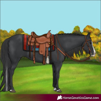 Horse Color:Black Splash 