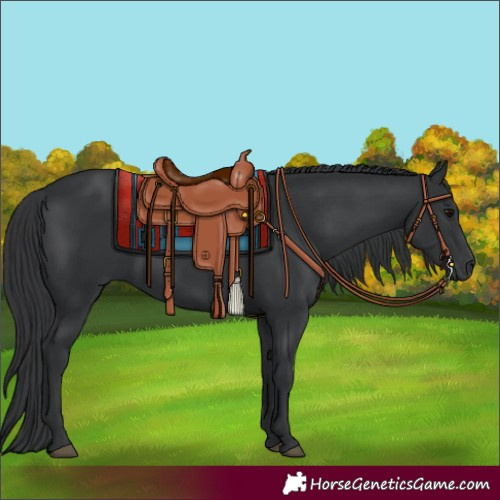 Horse Color:Black 
