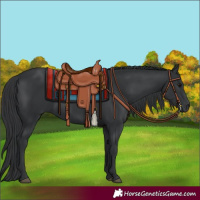 Horse Color:Black 