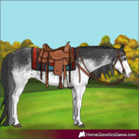 Horse Color:White Spotted Black 