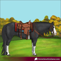 Horse Color:Black Splash 