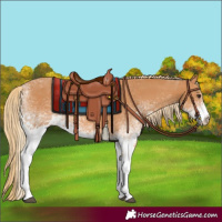 Horse Color:White Spotted Chestnut 