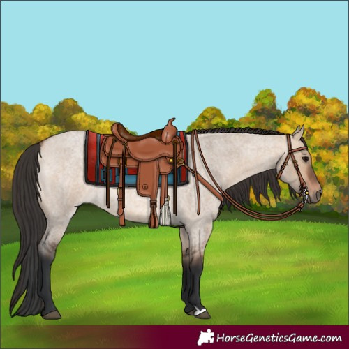 Horse Color:Bay Roan Dun