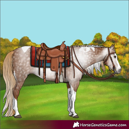 Horse Color:Gray Chestnut Splash Tobiano