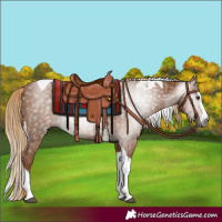 Horse Color:Gray Chestnut Splash Tobiano 
