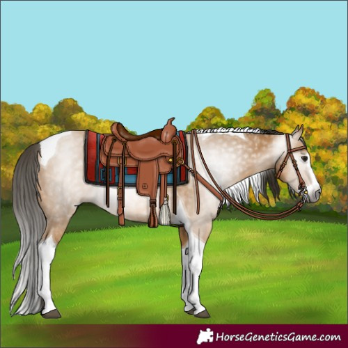 Horse Color:Gray Buckskin Splash Tobiano