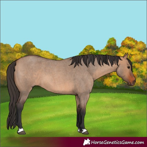 Horse Color:Bay Roan Dun 