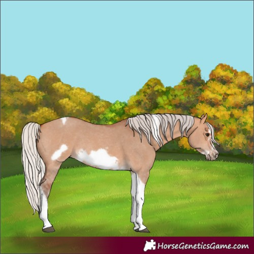 Horse Color:Silver Bay Dun Sabino Tobiano Frame Rabicano 