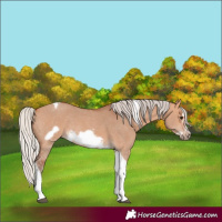 Horse Color:Silver Bay Dun Sabino Tobiano Frame Rabicano 