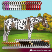 Horse Color:Silver Smoky Black Rabicano and Smoky Black Sabino Appaloosa Rabicano