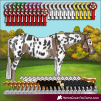 Horse Color:Silver Smoky Black Rabicano and Smoky Black Sabino Appaloosa Rabicano