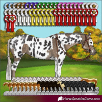 Horse Color:Silver Smoky Black Rabicano  and Smoky Black Sabino Appaloosa Rabicano 