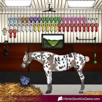 Horse Color:Silver Smoky Black Rabicano and Smoky Black Sabino Appaloosa Rabicano
